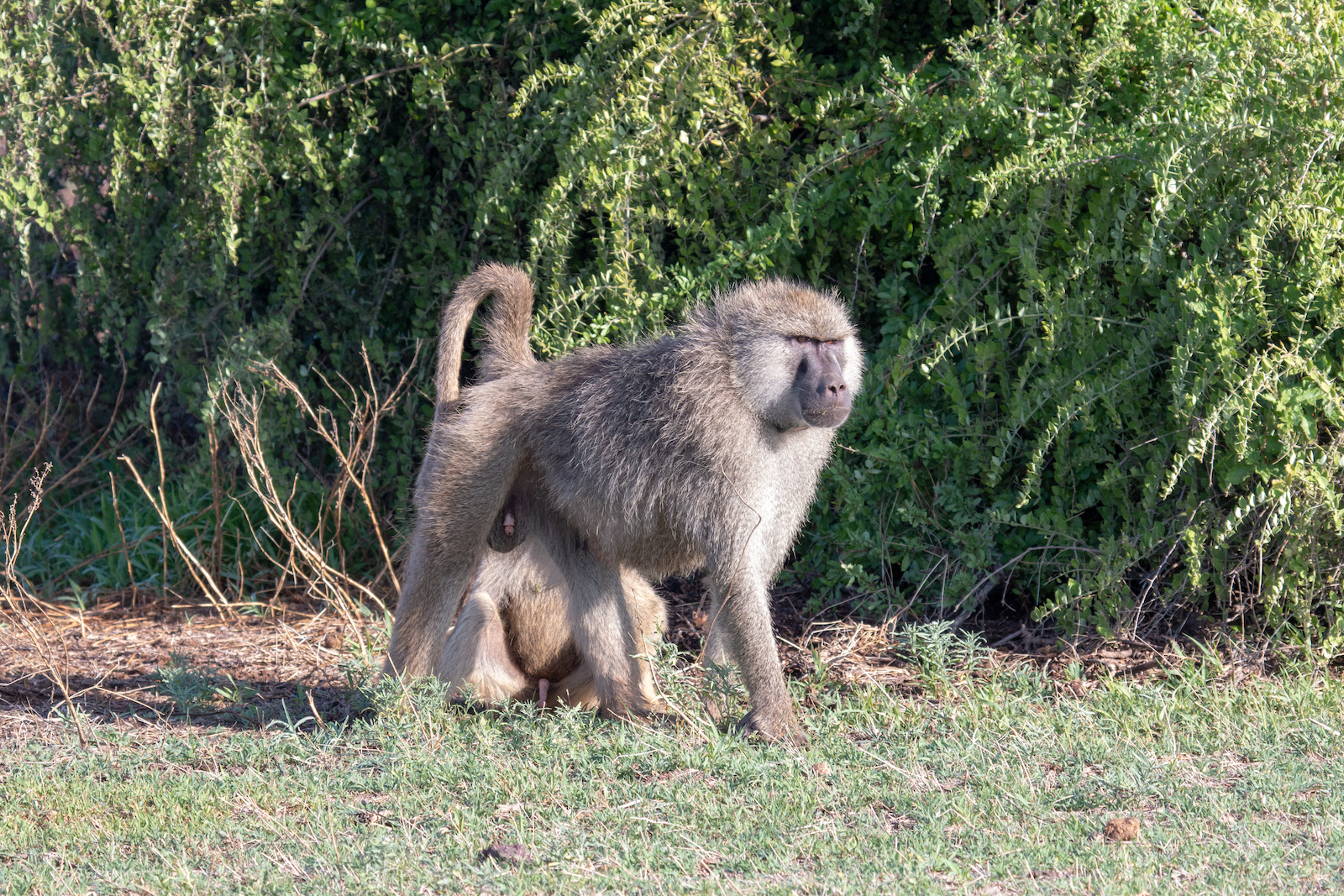 Social Bonds, Social Status and Survival in Wild Baboons: A Tale of Two